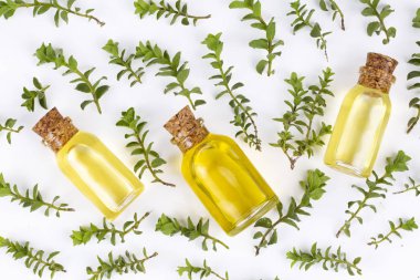 Bir şişe kekik yağı ve taze kekik. 