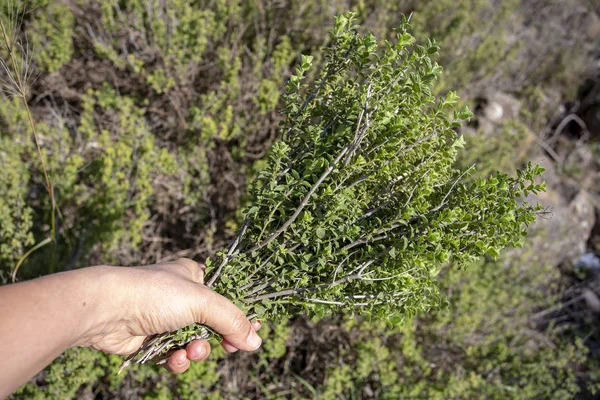 Planta verde de tomillo orgánico fresco en la naturaleza (tomillo de montaña ) —  Fotos de Stock