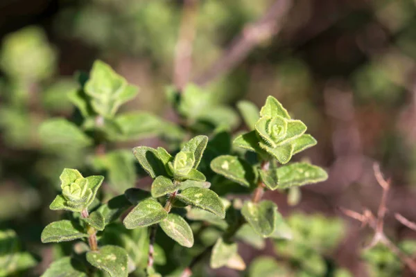 Planta verde de tomillo orgánico fresco en la naturaleza (tomillo de montaña ) —  Fotos de Stock