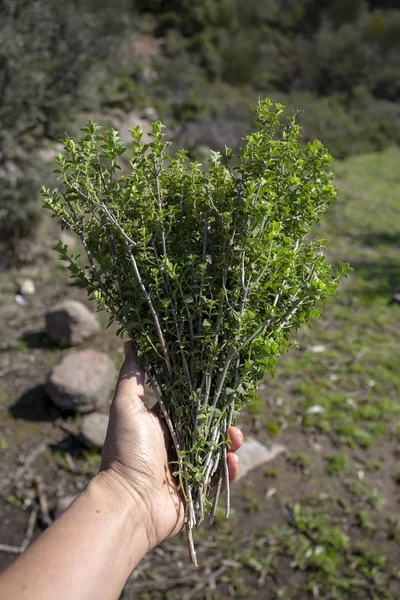 Planta verde de tomillo orgánico fresco en la naturaleza (tomillo de montaña ) —  Fotos de Stock