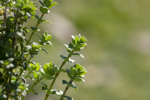 Planta verde de tomillo orgánico fresco en la naturaleza (tomillo de montaña ) —  Fotos de Stock