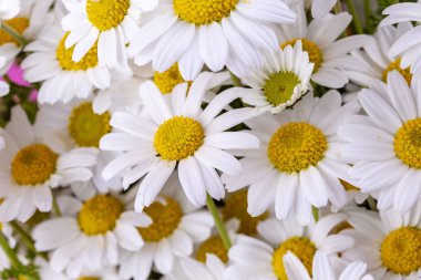 Beyaz papatya bahar sezonu fotoğrafı kapatın