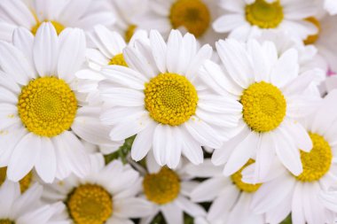 Beyaz papatya bahar sezonu fotoğrafı kapatın