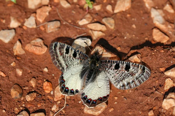 Mooie vlinder in de natuur. Wild leven natuurlijke foto. — Stockfoto