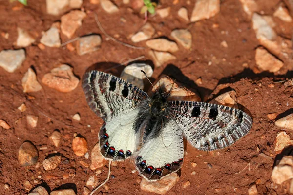 Hermosa mariposa en la naturaleza. Vida silvestre foto natural . — Foto de Stock