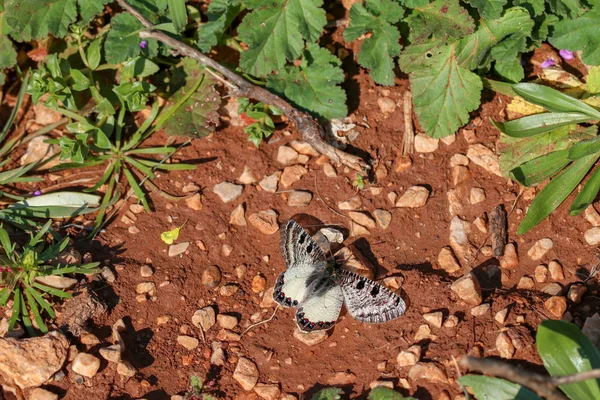 자연에서의 아름 다운 나비 와일드 라이프 자연 사진. — 스톡 사진