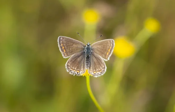 Piękny motyl w przyrodzie. Dzikie życie naturalne zdjęcie. — Zdjęcie stockowe