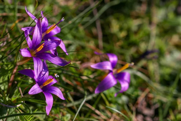 Romulea phoenicia, flor silvestre. Planta endémica. Izmir / Turquía — Foto de Stock