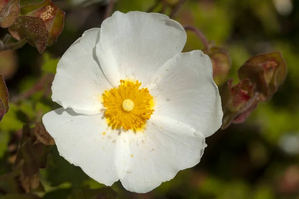 White Cistus Salvifolius, flower commonly called sage-leaved roc — Stock Photo, Image