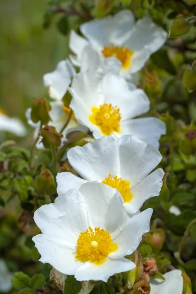 Λευκό Cistus Salvifolius, λουλούδι κοινώς ονομάζεται φασκόμηλο-πλατύφυλλα roc — Φωτογραφία Αρχείου