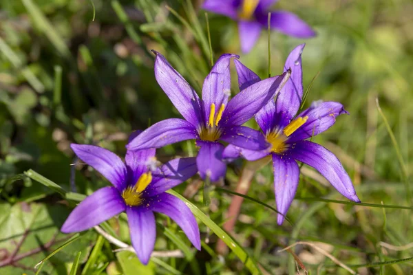 Romulea Finike, kır çiçeği. Endemik bitki. Izmir / Türkiye — Stok fotoğraf