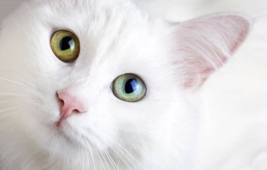 Evde beslenen hayvan hayvan; sevimli beyaz kedi. Türk Ankara kedi.