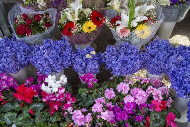 Mor pembe ve beyaz sümbül (Hyacinthus) fl görünümünü kapat