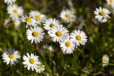Bir çayır çiçek açan close-up ortak papatya (Bellis lerdeki) 