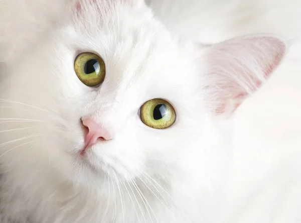 Animal de estimação; gato branco bonito. Gato de Ancara turco . — Fotografia de Stock