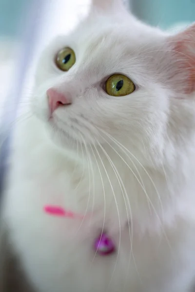 Κατοικίδιο ζώο? χαριτωμένο λευκό γάτα. Τουρκικό άγκυρα γάτα. — Φωτογραφία Αρχείου