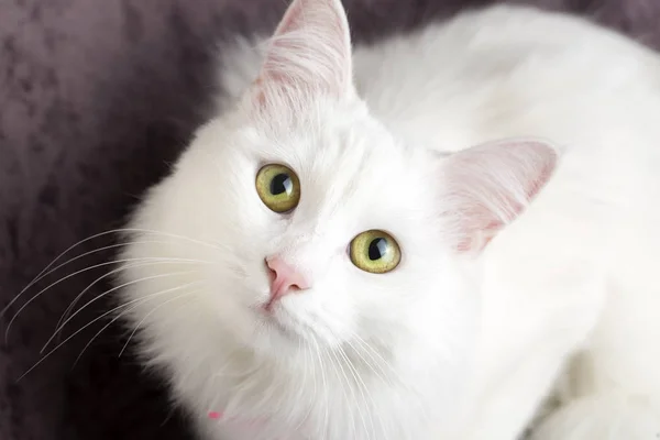 Животное; милая белая кошка. Турецкая кошка . — стоковое фото
