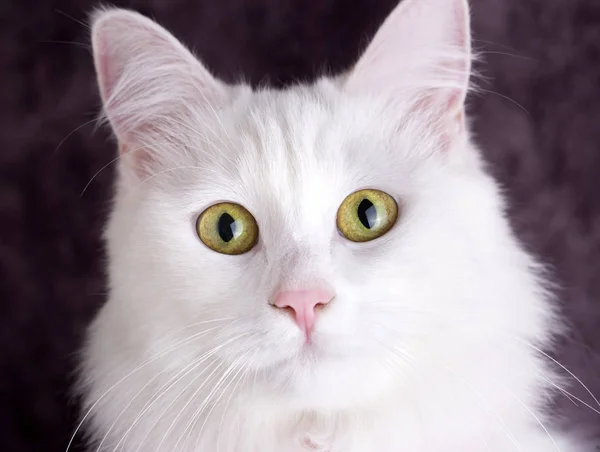 Haustier; niedliche weiße Katze. Türkische Ankarakatze. — Stockfoto