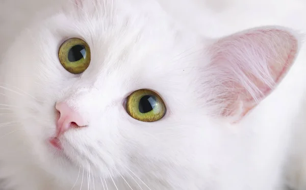 Animal de estimação; gato branco bonito. Gato de Ancara turco . — Fotografia de Stock