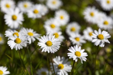 Bir çayır çiçek açan close-up ortak papatya (Bellis lerdeki) 
