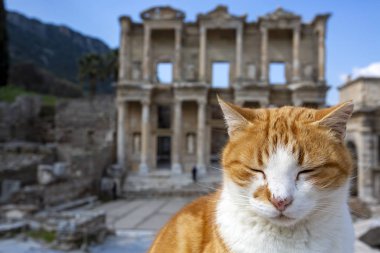 Efes tarihi antik şehir ve kedi. İzmir / Türkiye