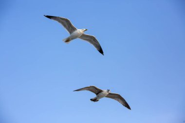  Arka plan olarak bir gökyüzünde uçan martı