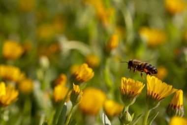 Baharın güzel bahar çiçekleri; Calendula arvensis 