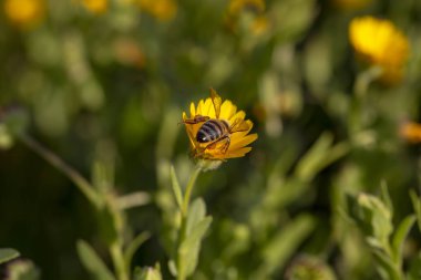 Baharın güzel bahar çiçekleri; Calendula arvensis 