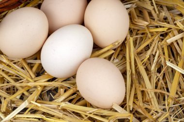 Kuru saman içinde çiğ yumurta. Gıda kavramı fotoğraf. 