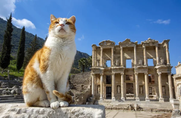 Éfeso histórico antigua ciudad y gato. Izmir / Turquía — Foto de Stock