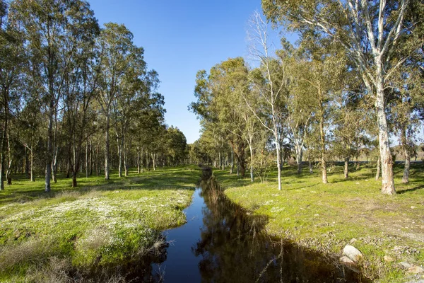 Foto naturaleza paisaje rural con bosque de eucaliptos, Izmir / Tur —  Fotos de Stock