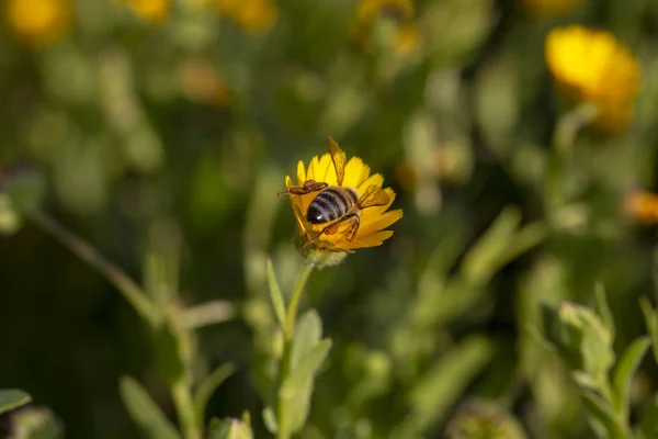 Baharın güzel bahar çiçekleri; Calendula arvensis — Stok fotoğraf