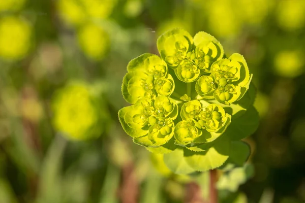 Flor silvestre en la naturaleza (nombre en latín: Euphorbia helioscopia ) — Foto de Stock