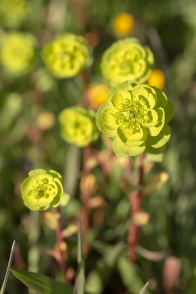 Цветочные растения в природе (латинское название: Euphorbia helioscopia ) — стоковое фото