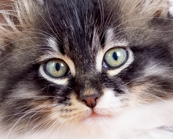 Pet animal; cute cat indoor. Cute kitten cat. — Stock Photo, Image