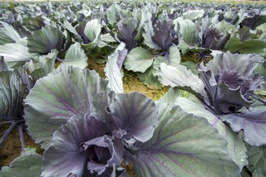 Kırmızı lahana doğa alanında. Tarım kavramı fotoğraf. 