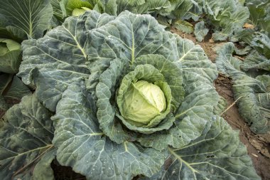 Yeşil lahana doğa alanında. Tarım kavramı fotoğraf. 