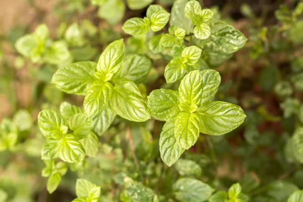Green fresh mint. Mint plant grow at vegetable garden