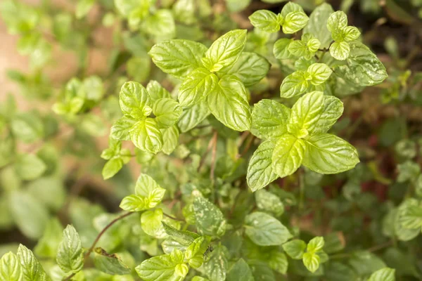 Green fresh mint. Mint plant grow at vegetable garden