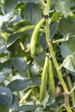  Vicia faba, olarak da bilinen geniş bean, fava fasulye veya tic fasulye