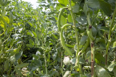  Vicia faba, olarak da bilinen geniş bean, fava fasulye veya tic fasulye