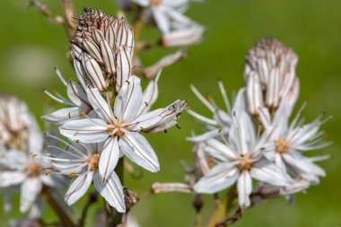 Bahar habercisi; Çiriş otu aestivus 