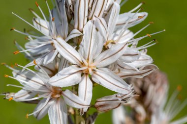 Bahar habercisi; Çiriş otu aestivus 