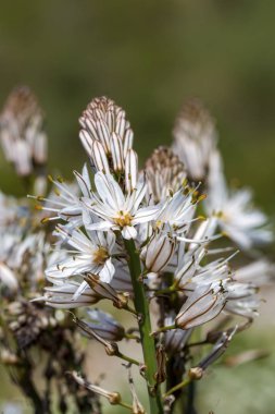 Bahar habercisi; Çiriş otu aestivus 