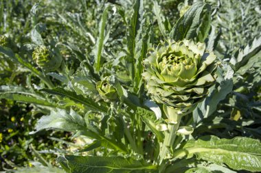 Enginar alan. Sebze bahçe büyüyen enginar bitki. Senin