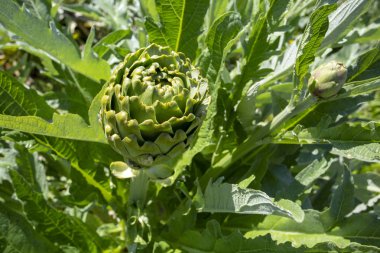 Enginar alan. Sebze bahçe büyüyen enginar bitki. Senin