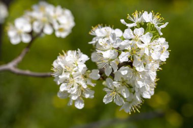 Yeşil erik ağacı çiçeği doğada, bahar mevsimi.