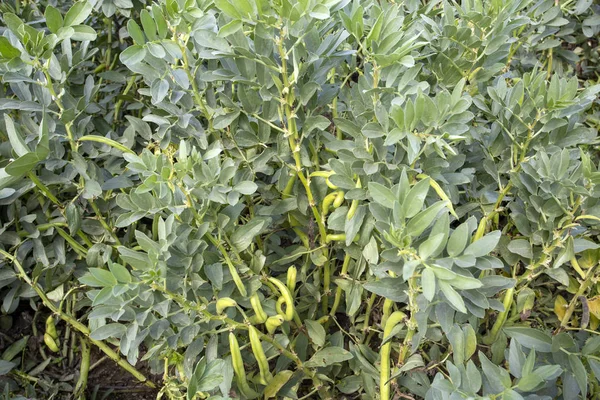 Vicia faba, também conhecida como feijão largo, feijão fava ou feijão tic — Fotografia de Stock