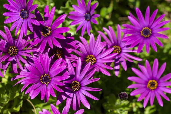 Purple flower in the garden; Osteospermum ecklonis. Spring seaso — Stock Photo, Image