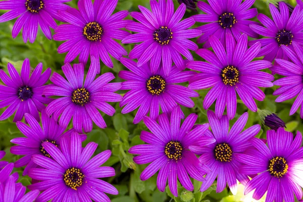 Fiore viola in giardino; Osteospermum ecklonis. Stagione primaverile — Foto Stock